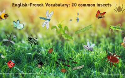 20 common insect names in English and in French