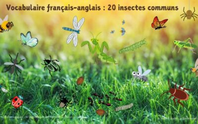 20 noms d’insectes communs en français et en anglais